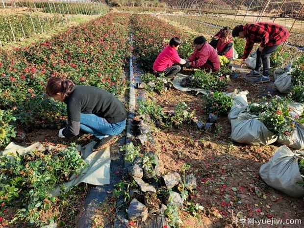 北京紅杯苗月季發(fā)往陜西綠化工地(圖2)