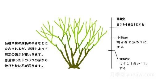 月季花冬季的修剪方法圖解(圖1)