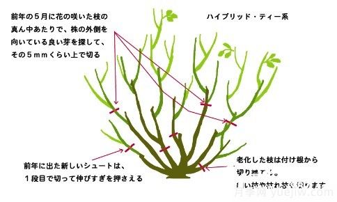 月季花冬季的修剪方法圖解(圖2)