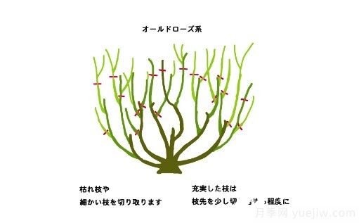 月季花冬季的修剪方法圖解(圖3)