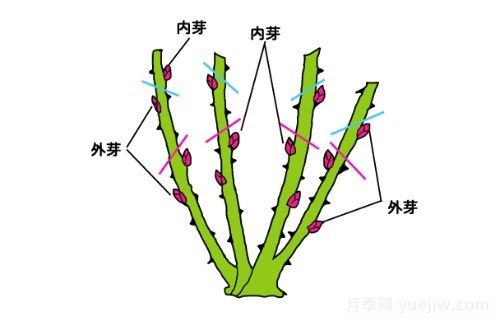 月季花冬季的修剪方法圖解(圖4)