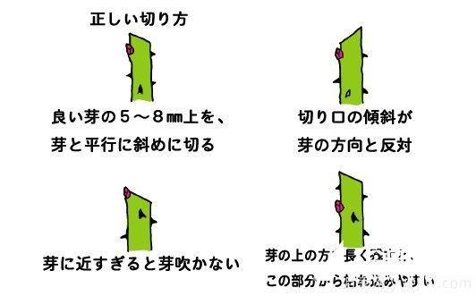 月季花冬季的修剪方法圖解(圖5)