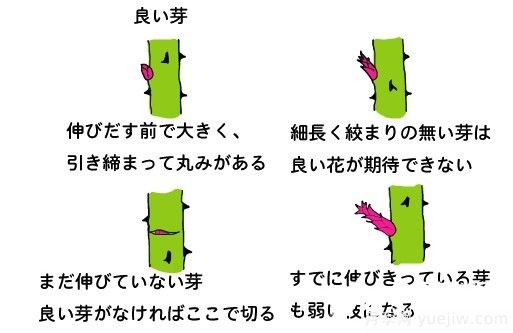 月季花冬季的修剪方法圖解(圖6)