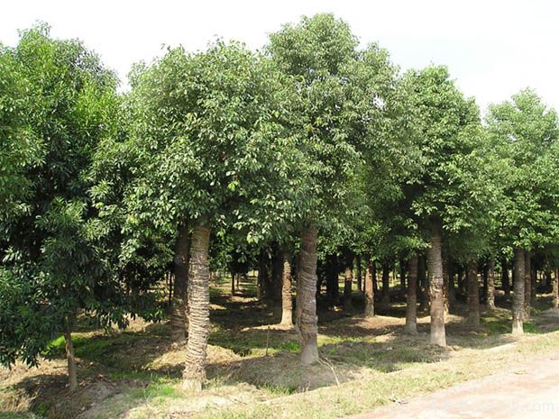 北方種植香樟樹(shù)容易發(fā)生凍害后如何進(jìn)行復(fù)壯(圖1)