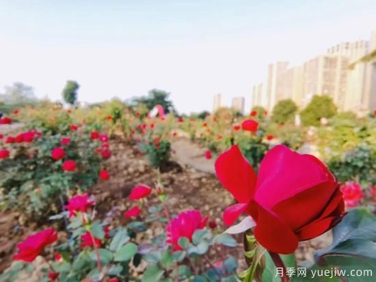 南寧市花卉公園三萬株月季盛開 邂逅綠城冬日的小浪漫(圖4)