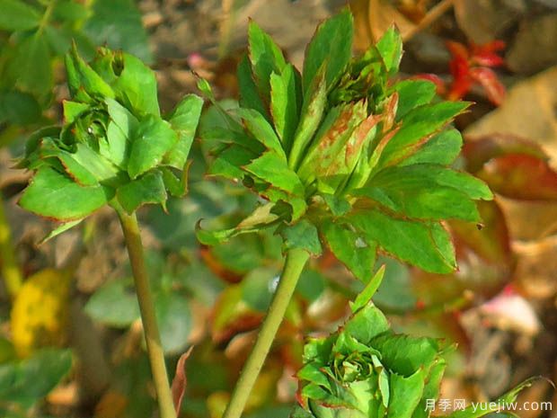 中國10大古老月季品種有哪些？花美花期長(圖3)