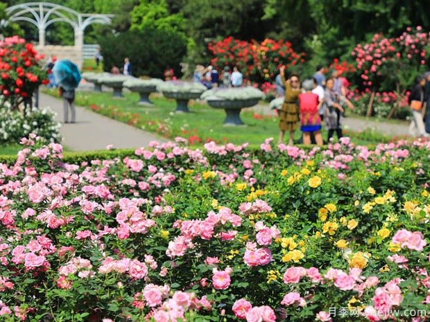 月季名園：北京市植物園月季園(圖1)