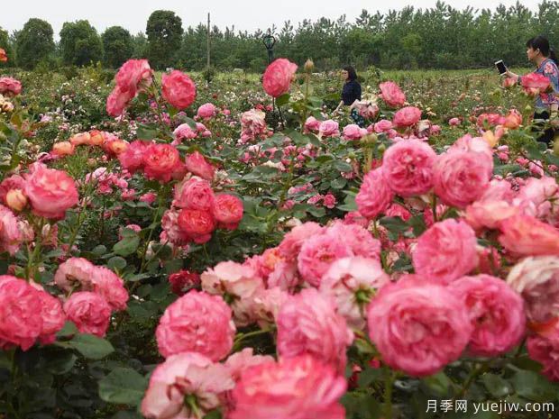 月季名園：綿陽(yáng)東林牧歌世界月季博覽園(圖3)