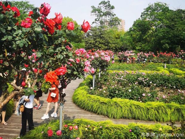 月季名園：上海植物園月季園(圖1)