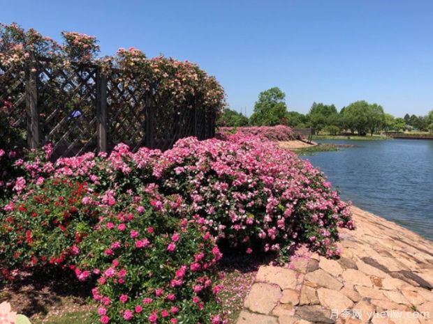 月季名園：上海辰山植物園月季園(圖3)