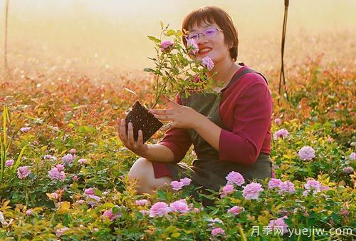 月季自媒體：海蒂的花園(圖1)