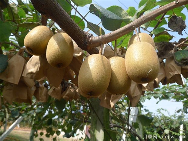 獼猴桃栽植失敗原因分析及改進(jìn)技術(shù)(圖1)