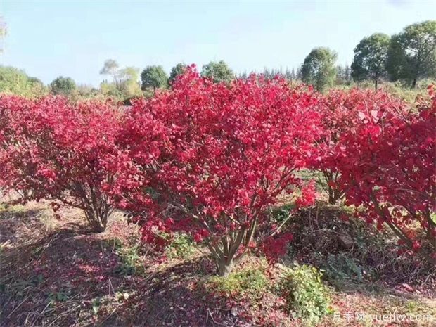 想通過彩葉苗木賺錢，哪些苗木品種***暢銷(圖1)