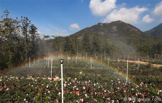 大灣區(qū)實(shí)現(xiàn)月季在南方生長(zhǎng) 百萬盆精品月季將扮靚新春深圳(圖2)