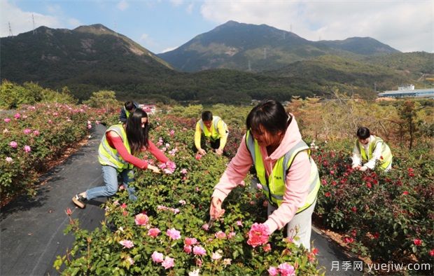 大灣區(qū)實(shí)現(xiàn)月季在南方生長(zhǎng) 百萬盆精品月季將扮靚新春深圳(圖3)