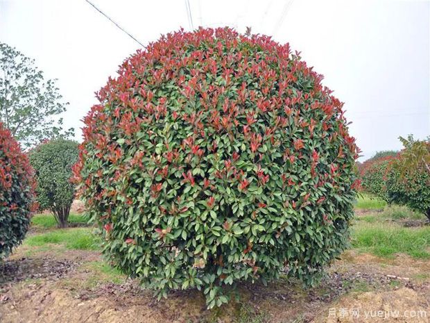 紅葉石楠行情價(jià)格，南陽(yáng)紅葉石楠繁殖方法和種植方法(圖1)