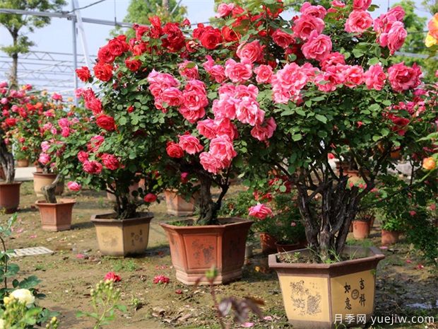 月季花有六大品系，來科普下(圖1)