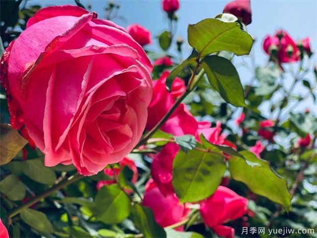 蔣恩鈿月季公園 鉤沉催綻月季花(圖1)