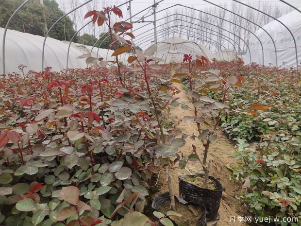 大棚月季花卉種植需要關(guān)注哪些常見問題？(圖1)