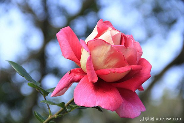 一年四季都能開(kāi)花的花卉有哪些？花卉護(hù)理原則(圖1)