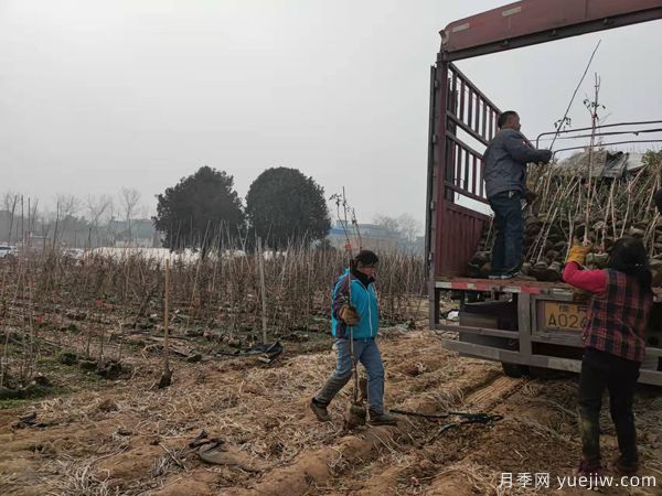 安吉拉藤本月季從南陽發(fā)貨湖北荊門花卉農(nóng)場(圖2)