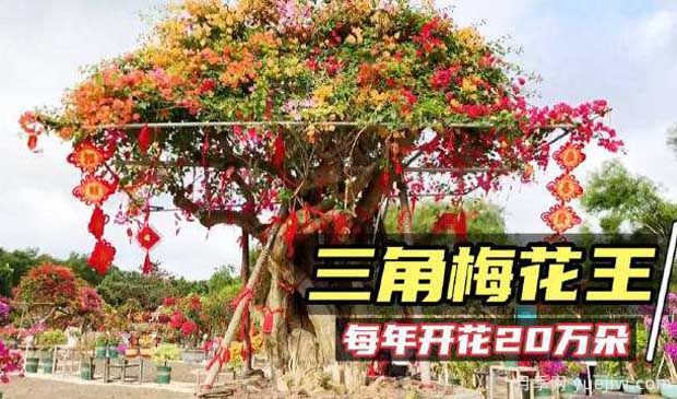 2022年?？谌敲坊ㄕ箚⒛唬迦富ㄍ躞@艷出場(chǎng)(圖2)