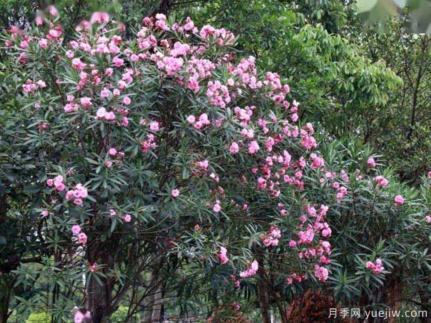 夾竹桃的圖片特點(diǎn)和種植養(yǎng)護(hù)(圖2)