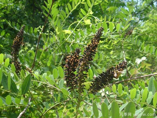 紫穗槐的圖片特點(diǎn)和種植養(yǎng)護(hù)(圖3)