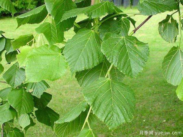 椴樹(shù)的圖片特點(diǎn)和種植養(yǎng)護(hù)(圖1)