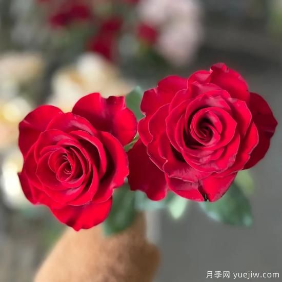 花店常備的15種紅玫瑰是什么？有什么優(yōu)缺點？(圖8)