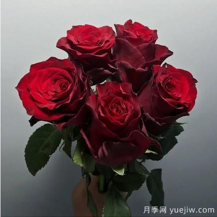 花店常備的15種紅玫瑰是什么？有什么優(yōu)缺點？(圖10)