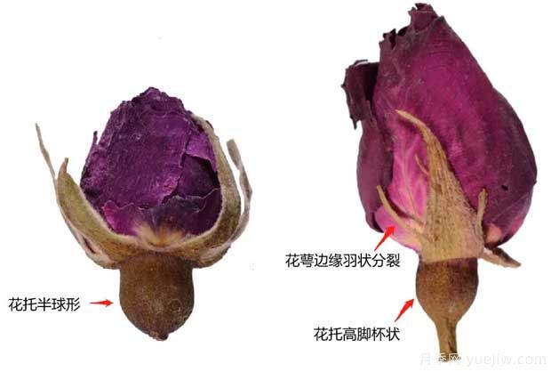 玫瑰月季薔薇，市場上還能找到純種玫瑰嗎？(圖1)