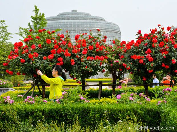 建設(shè)月季花城，讓鄭州月季從盆景走向風(fēng)景(圖1)