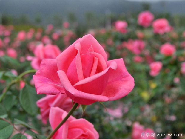 月季花朵越開越小的原因是什么(圖1)