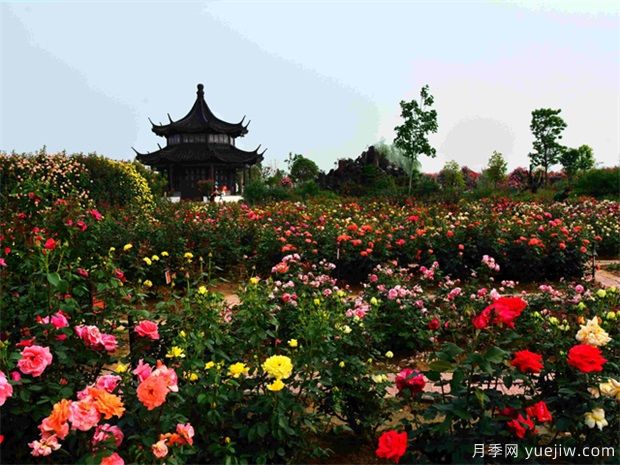 南陽(yáng)月季花開(kāi)全球，南陽(yáng)月季基地?cái)M建特色小鎮(zhèn)(圖2)