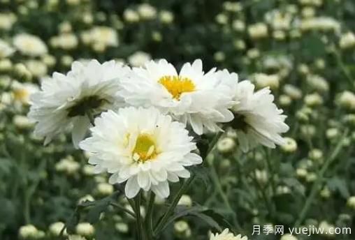 白菊花怎么養(yǎng)？菊花栽培注意事項(xiàng)(圖1)