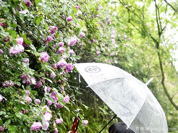 重慶涪陵月季花開 雨中綻放別有韻味(圖1)