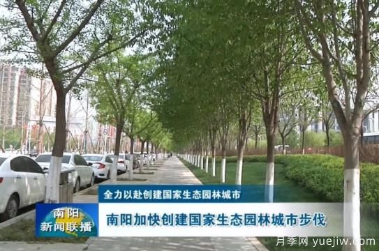 已種月季103萬多株，南陽加快創(chuàng)建國家生態(tài)園林城市步伐(圖1)