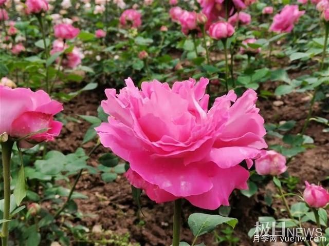 武漢市第十三屆月季展，青山和平公園等你來(lái)打卡(圖5)