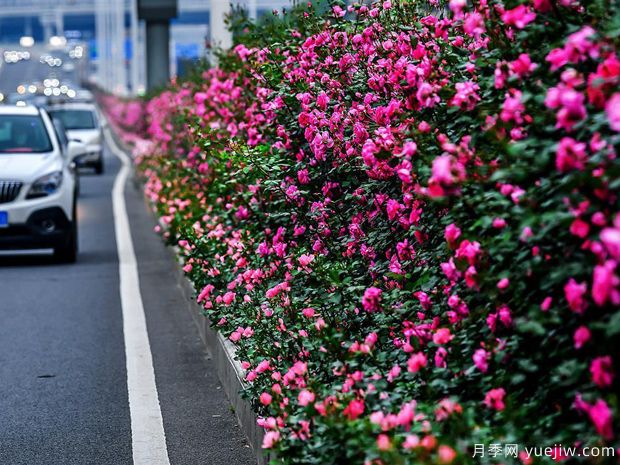 湖北武漢二環(huán)月季開放，48公里全線成景觀花海大道(圖1)