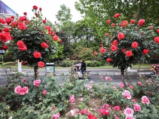 淮安月季市花文化和景觀圖集(圖4)