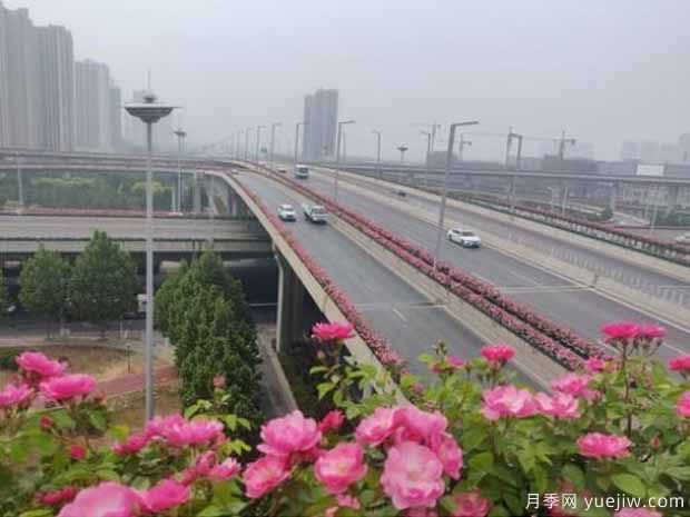 鄭州月季市花文化和景觀圖集(圖6)