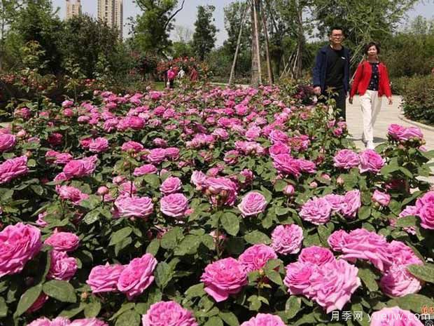 焦作月季市花文化和景觀圖集(圖1)