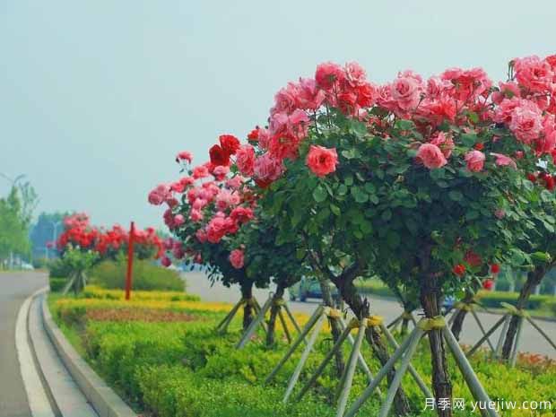 商丘月季市花文化和景觀圖集(圖1)