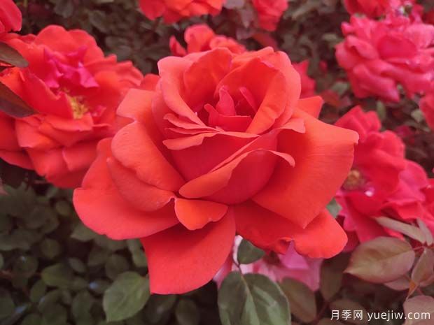 雜交茶香月季（ Hybrid Tea Roses ，簡(jiǎn)稱 HT )(圖1)