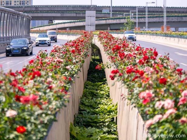 鄭州月季花路，生態(tài)廊道彩繪綠都花季(圖1)