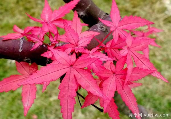 中國(guó)紅楓、美國(guó)紅楓、日本紅楓、加拿大紅楓的區(qū)別對(duì)比和前景(圖3)