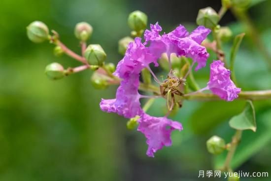 植物專類園帶火的苗木有哪些，月季園火了(圖3)