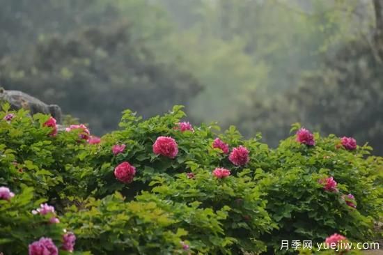 植物專類園帶火的苗木有哪些，月季園火了(圖2)