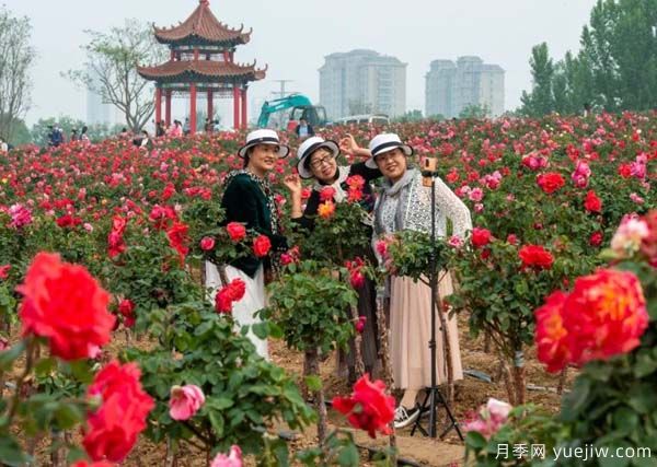 濰坊昌樂：西湖月季盛放期，五一假期花海來襲(圖3)